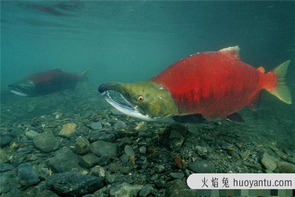 红大马哈鱼：分布在太平洋日本流域附近（分布广泛）