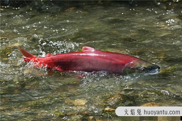 红大马哈鱼：分布在太平洋日本流域附近（分布广泛）