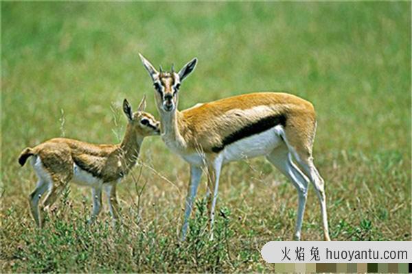 多加瞪羚:可以终身不喝水的一种神奇生物（食草性）