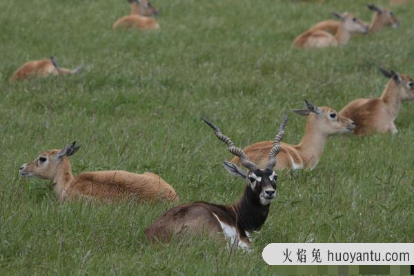 印度黑羚:一种全身棕黑的白眼圈羚羊(原产自印度境内)