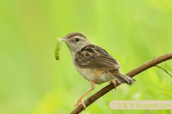 毛毛虫的天敌是什么?杜鹃2小时吃32只毛虫(不怕毒毛)