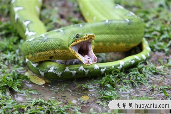 亚马逊河十大恐怖生物：黑凯门鳄上榜（河中霸主）