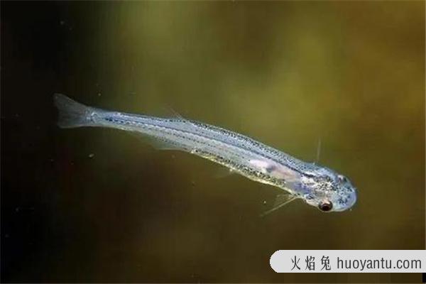 亚马逊河十大恐怖生物：黑凯门鳄上榜（河中霸主）