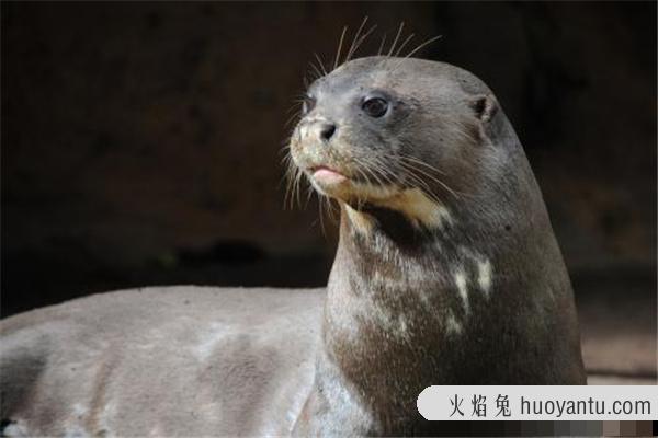 亚马逊河十大恐怖生物：黑凯门鳄上榜（河中霸主）