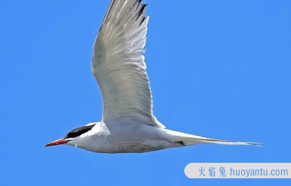 世界上最美丽的10种白鸟 没见过的可亏大了!(图片曝光)