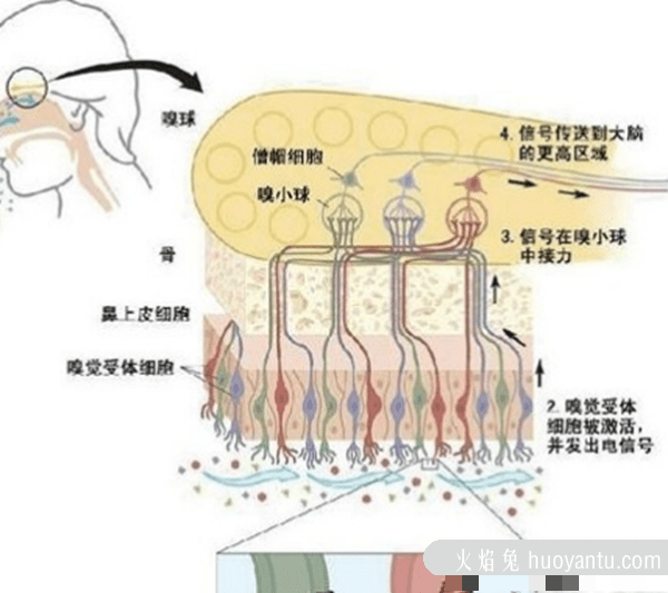 人体丹香之谜,元代气功大师遗体异香终口不散