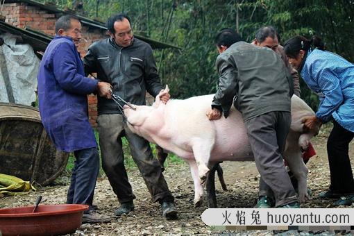 中国人过年为什么一定要杀猪呢?