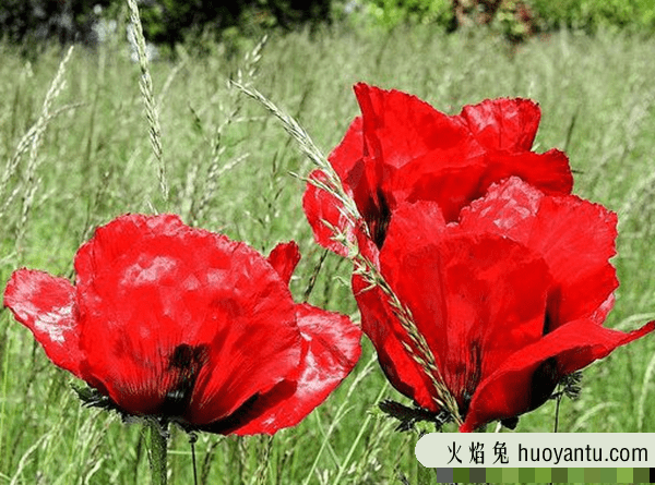 关于地狱的花有几种?盘点四大地狱花(附图片)