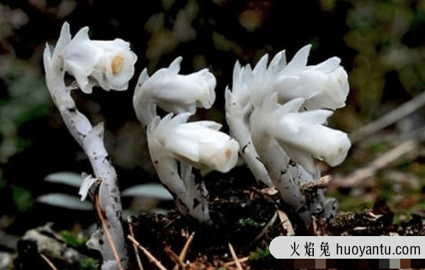 关于地狱的花有几种?盘点四大地狱花(附图片)