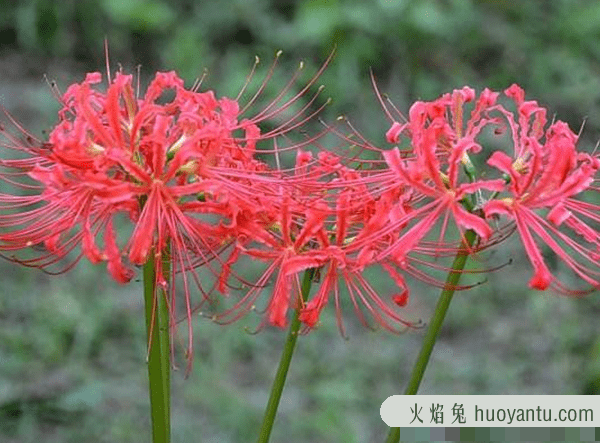 关于地狱的花有几种?盘点四大地狱花(附图片)