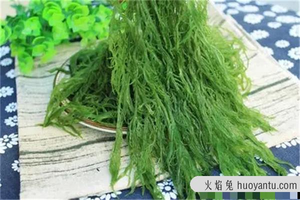 龙须菜为什么开水一烫就化了：又名海菜（营养丰富的蔬菜）