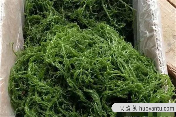 龙须菜为什么开水一烫就化了：又名海菜（营养丰富的蔬菜）