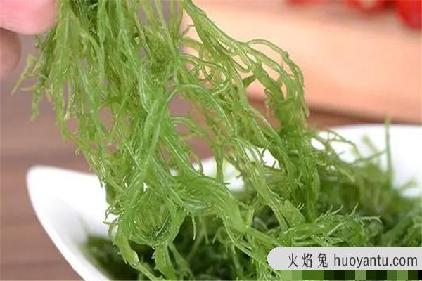 龙须菜为什么开水一烫就化了：又名海菜（营养丰富的蔬菜）