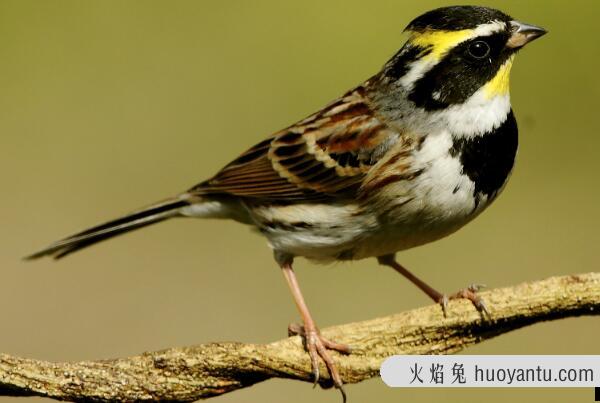 黄喉鹀：繁殖期只吃昆虫，长仅11厘米(雄鸟有黑色羽冠)