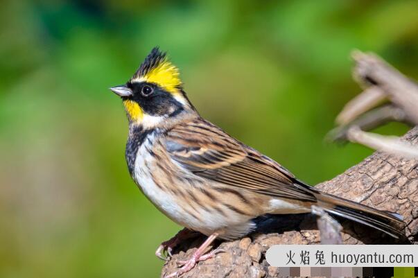 黄喉鹀：繁殖期只吃昆虫，长仅11厘米(雄鸟有黑色羽冠)