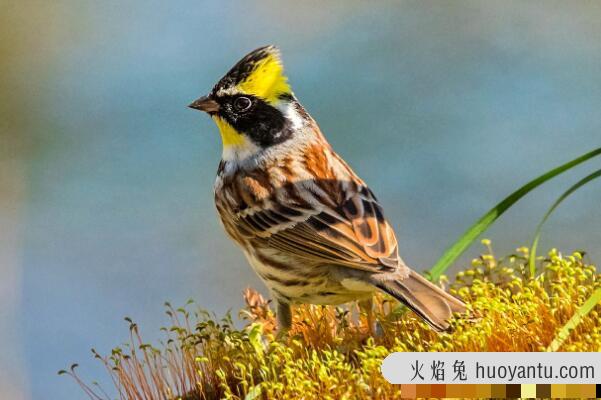 黄喉鹀：繁殖期只吃昆虫，长仅11厘米(雄鸟有黑色羽冠)