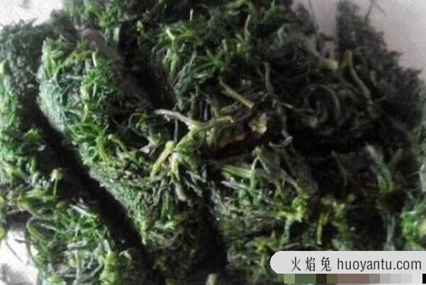 在中国丢脸的入侵物种:风滚草，被美国人痛恨(在中国被吃)