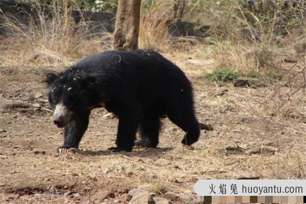 十大熊类战斗力排名 这些巨型的熊类生物战斗力很猛