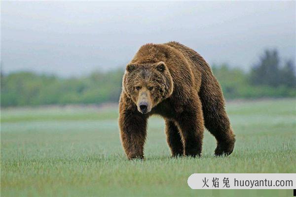 十大熊类战斗力排名 这些巨型的熊类生物战斗力很猛