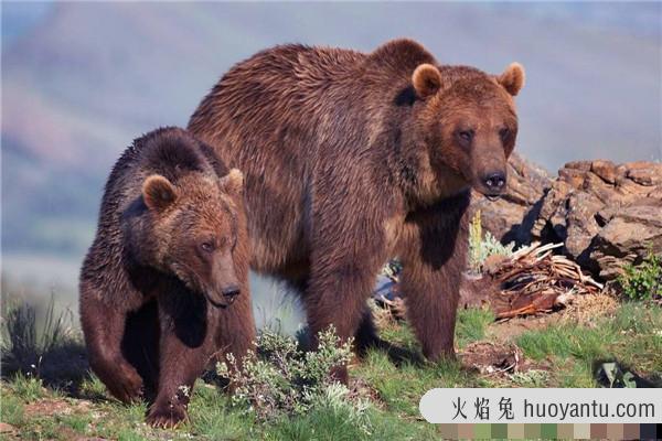 十大熊类战斗力排名 这些巨型的熊类生物战斗力很猛