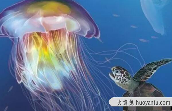 狮鬃水母的天敌是什么动物：蠵龟（防御高轻易吃掉水母）