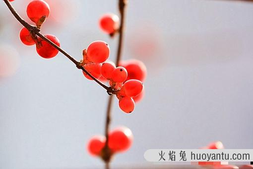 红豆为何会被古人寄托相思之情?红豆为何会被称为相思豆?