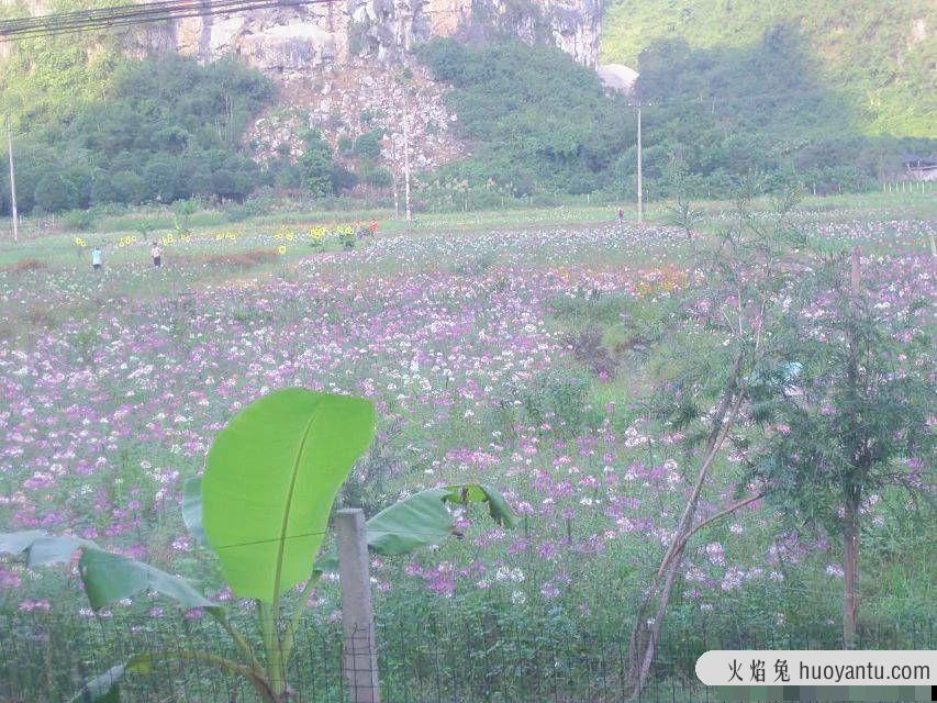 阳朔山水甲桂林——十里画廊骑行，遇龙河上漂流，美食美景好心情