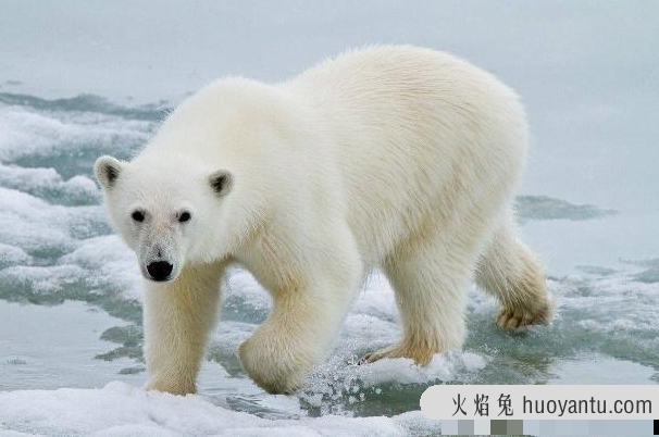 世界上现存陆地最大食肉动物：北极熊(熊科熊属)