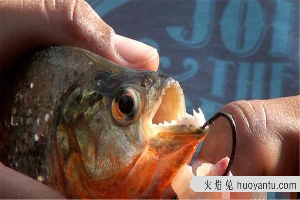 食人鱼中的宠物鱼菱锯脂鲤 生活在南美洲亚马逊河流