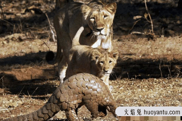 老虎能咬死穿山甲吗?能承受狮群啃咬(比龟壳更硬)