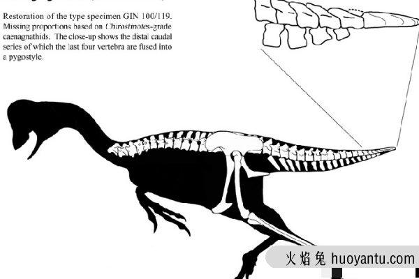 天青石龙:蒙古小型恐龙(长80厘米/尾巴带有扇状羽毛)