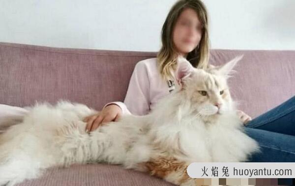 目前世界上最大的猫咪:缅因猫，体长1.23米(破世界记录)