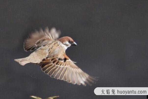 麻雀：分布范围广泛，通人性(对救过它的人类表示亲近)