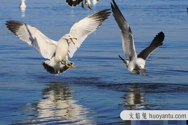 海鸥：受人喜爱，性能特别(海港清洁工和海上预报员)