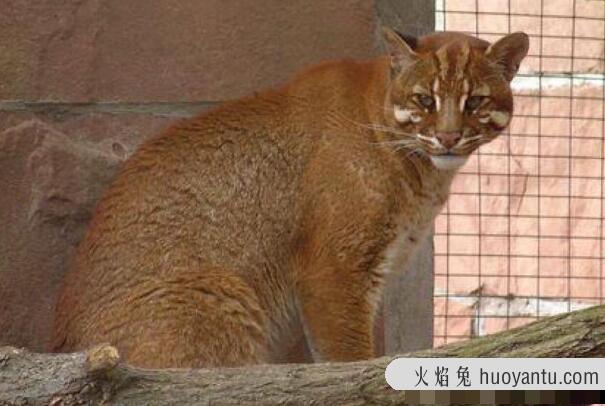 婆罗洲金猫：型似家猫，长约45厘米(眼角有M字条纹)