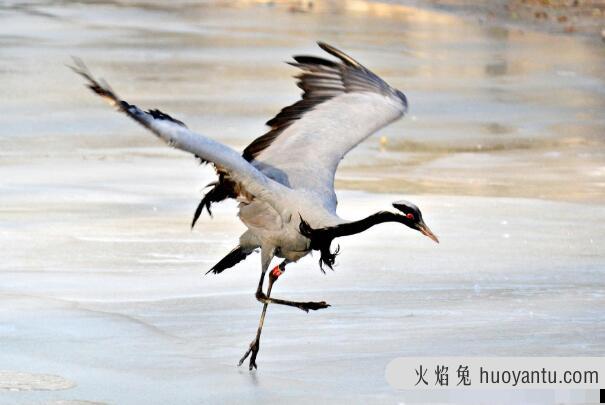 蓑羽鹤：长达92厘米，愿独自美丽(不与其他鹤类合群)