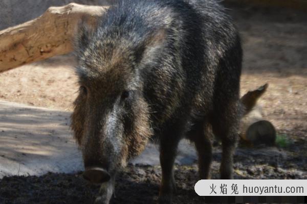 草原猯猪:美洲大陆最后的大型动物(喜欢吃仙人掌)