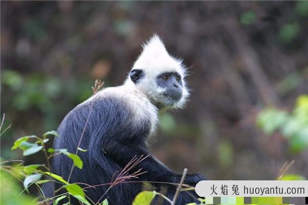 戴帽叶猴：一种分布在印度缅甸地区的生物（中国也有）