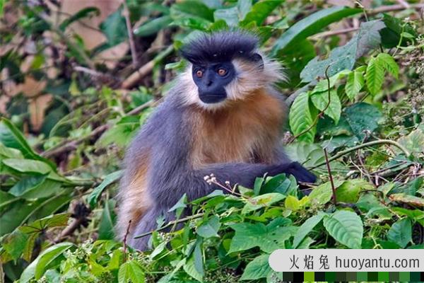 戴帽叶猴：一种分布在印度缅甸地区的生物（中国也有）