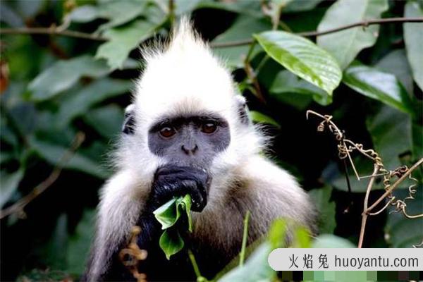 戴帽叶猴：一种分布在印度缅甸地区的生物（中国也有）