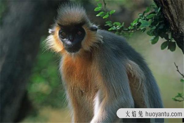 戴帽叶猴：一种分布在印度缅甸地区的生物（中国也有）