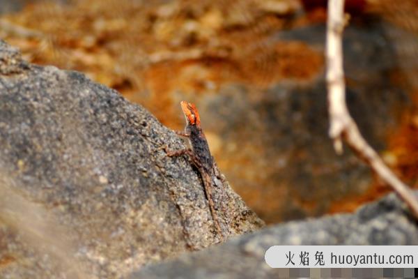 印南鬣蜥:一种能伪装成大理石的鬣蜥(成功躲过追捕)