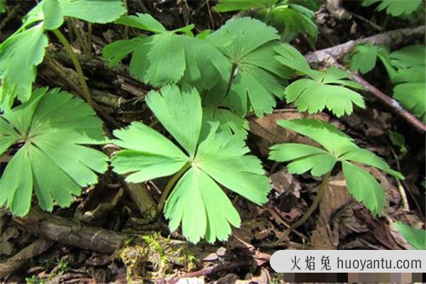 已灭绝的最美的植物：踪迹难寻（几大植物濒临灭绝）