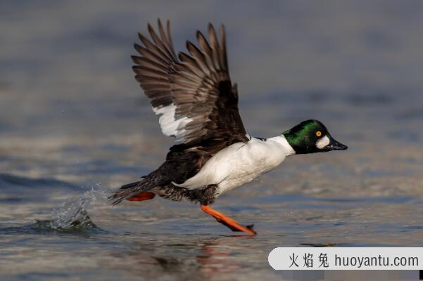 鹊鸭：脸部有白色腮红，善于潜水(潜水时间可达30秒)