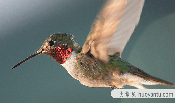 新陈代谢最快的动物：红喉蜂鸟(约为大象的100倍)