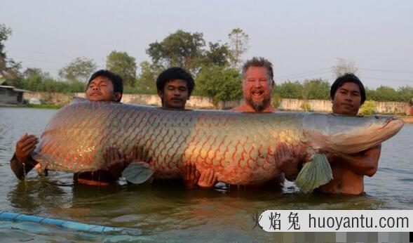 亚马孙河巨骨舌鱼，一亿年前就存在的凶猛淡水鱼(最长4米)