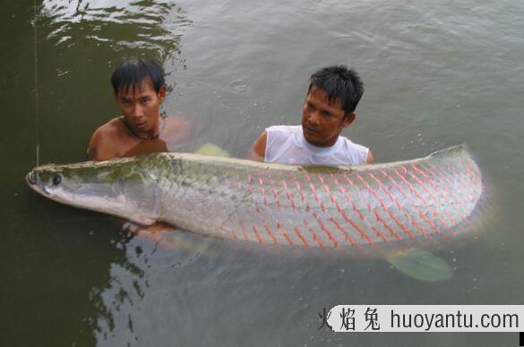 亚马孙河巨骨舌鱼，一亿年前就存在的凶猛淡水鱼(最长4米)