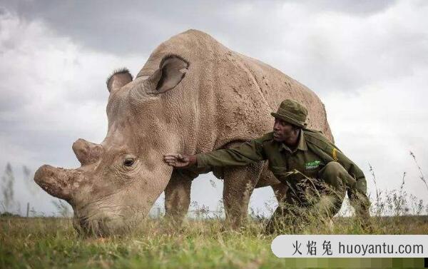 世界上最罕见的犀牛，北部白犀牛（目前仅剩两头雌犀牛）