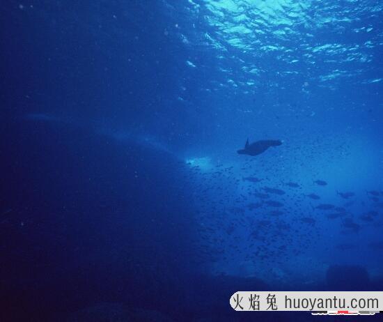 海洋的“噗嗵”声之谜，太平洋海底诡异叫声/疑似深海水怪