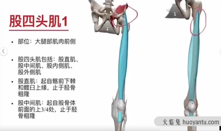 3D动画解剖与体态关系